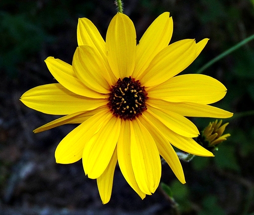 {Helianthus atrorubens}